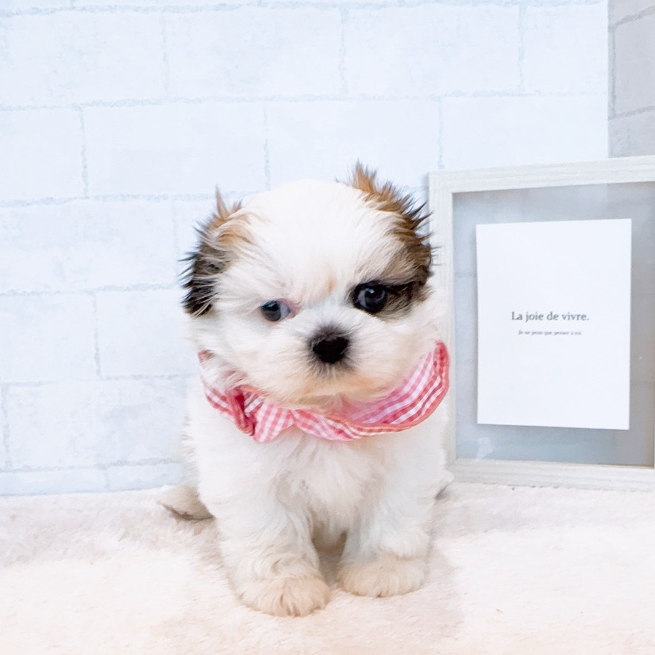 石川県のシーズー (犬の家＆猫の里金沢店/2026年1月5日生まれ/女の子/ホワイトゴールド)の子犬の2枚目の画像