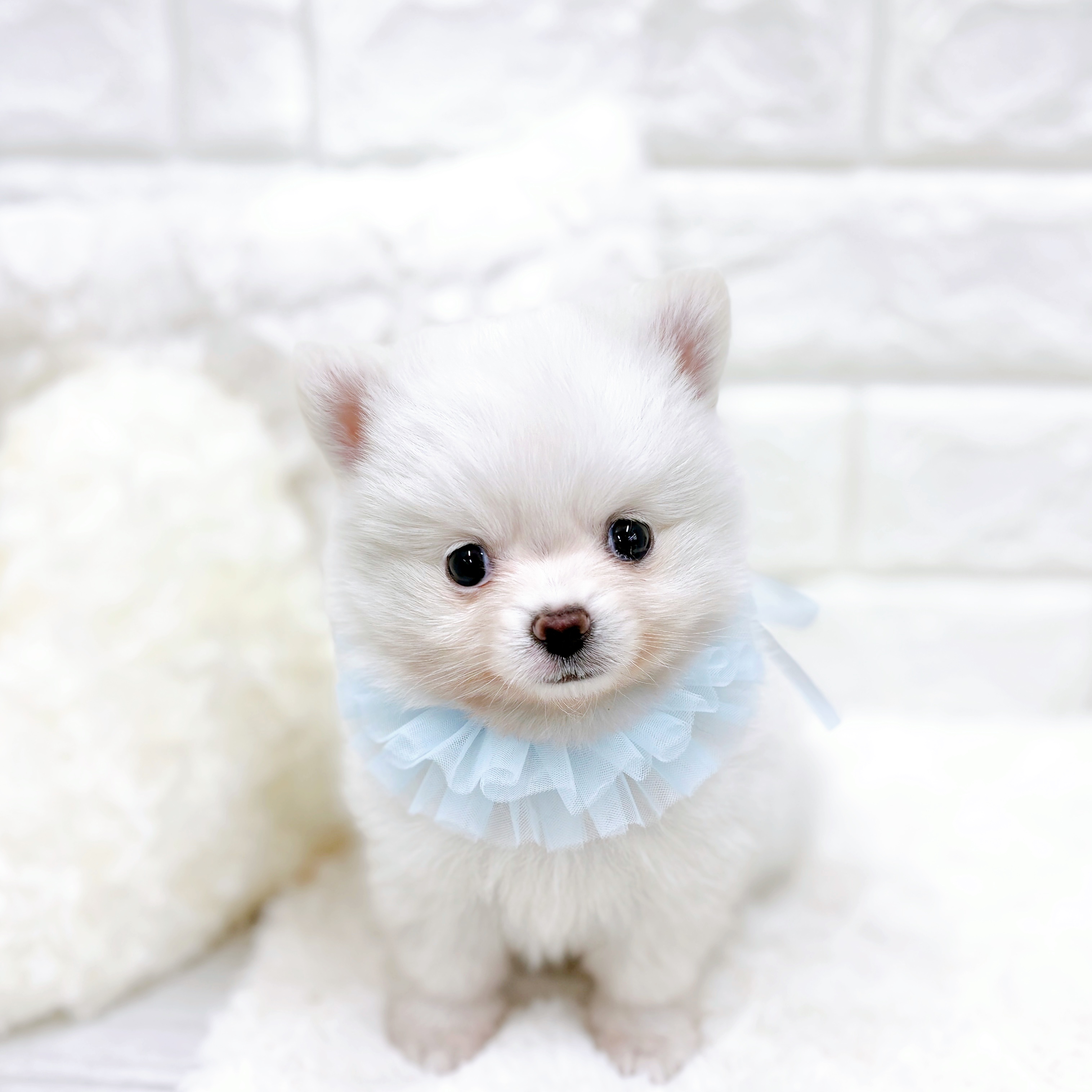 福井県のポメチワ/チワポメ/ポメチー(ポメラニアン×チワワ) (犬の家＆猫の里アミーゴ福井店/2026年1月4日生まれ/男の子/ホワイト)の子犬