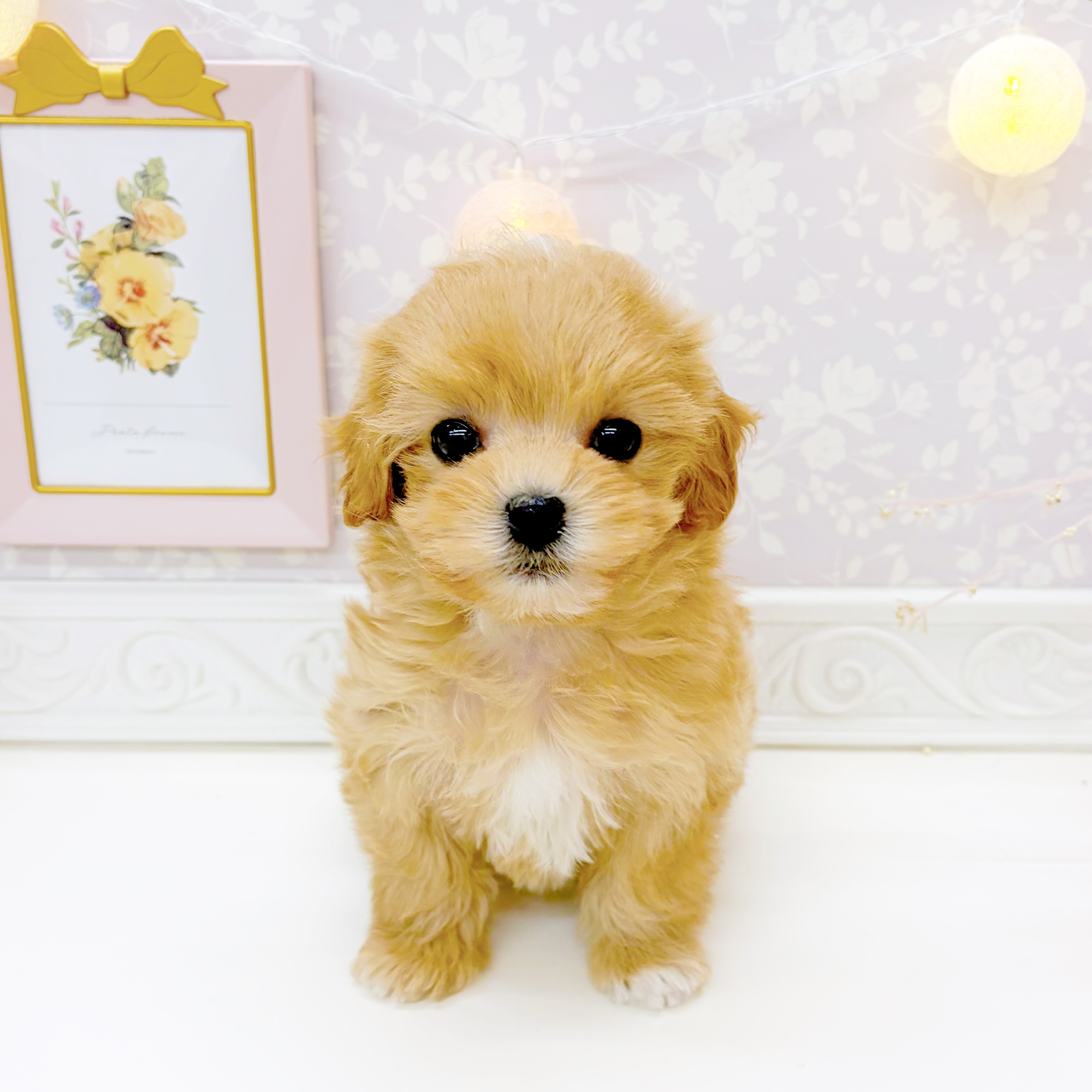 富山県のマルプー(マルチーズ×プードル) (犬の家＆猫の里富山店/2026年1月2日生まれ/女の子/クリーム)の子犬の1枚目の画像