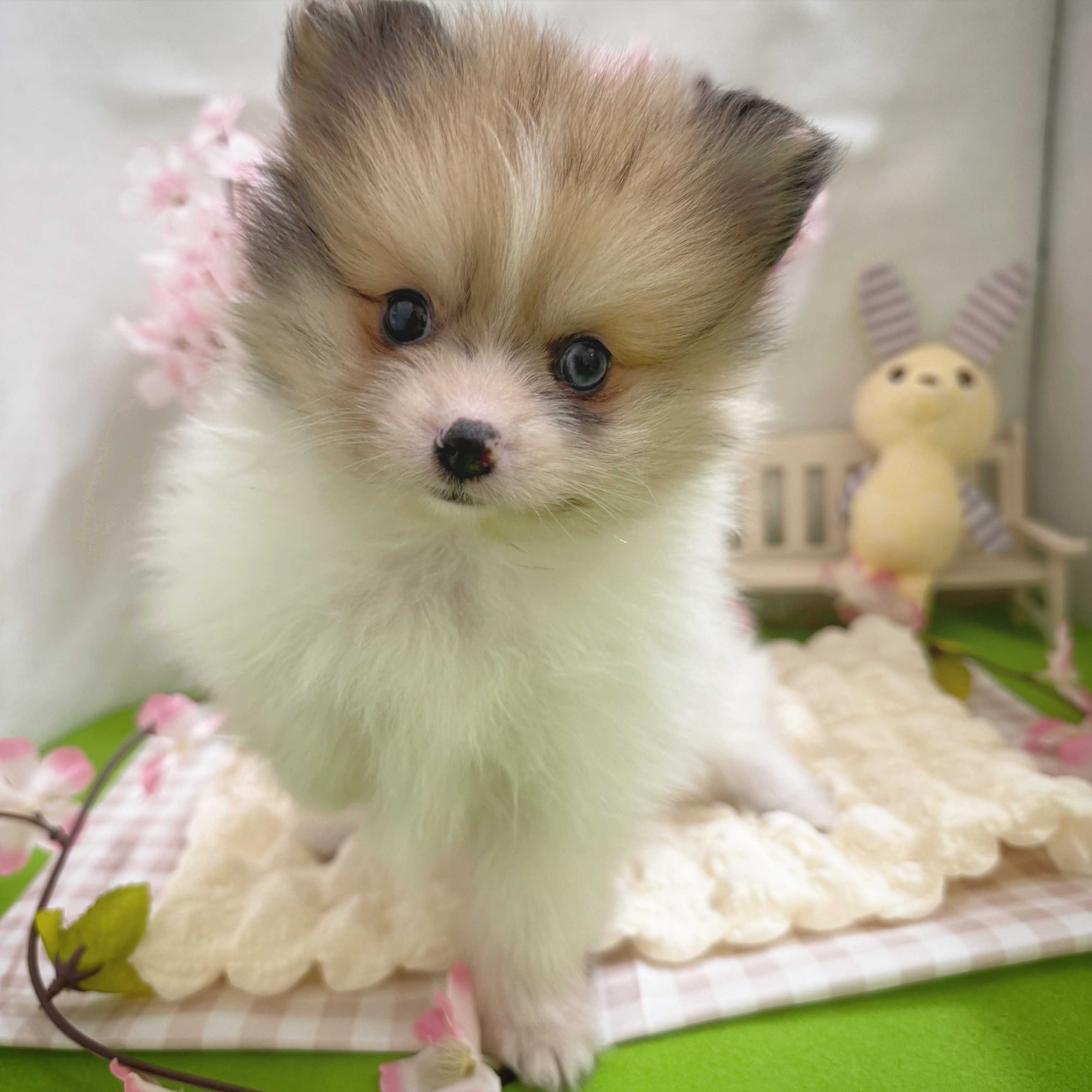 静岡県のポメラニアン (犬の家＆猫の里藤枝店/2026年1月6日生まれ/男の子/ホワイト＆オレンジマール)の子犬の2枚目の画像