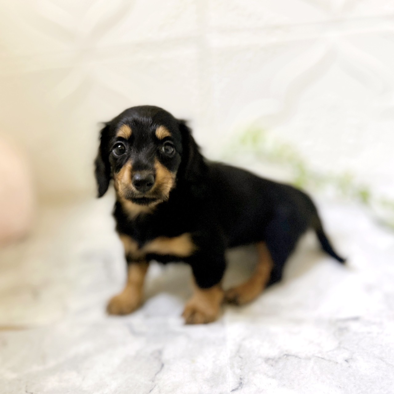 愛知県のミニチュアダックスフンド(ロング) (犬の家＆猫の里岡崎店/2026年1月6日生まれ/女の子/ブラックタン)の子犬の2枚目の画像