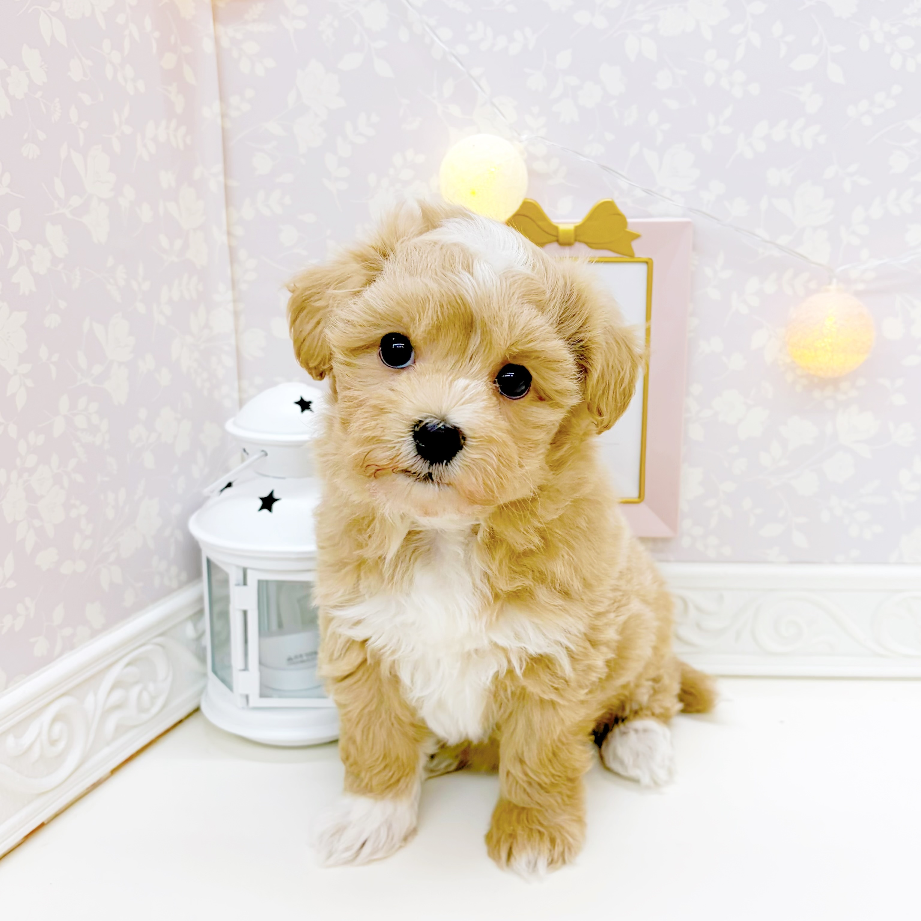 富山県のマルプー(マルチーズ×プードル) (犬の家＆猫の里富山店/2026年1月5日生まれ/男の子/アプリコット)の子犬の2枚目の画像