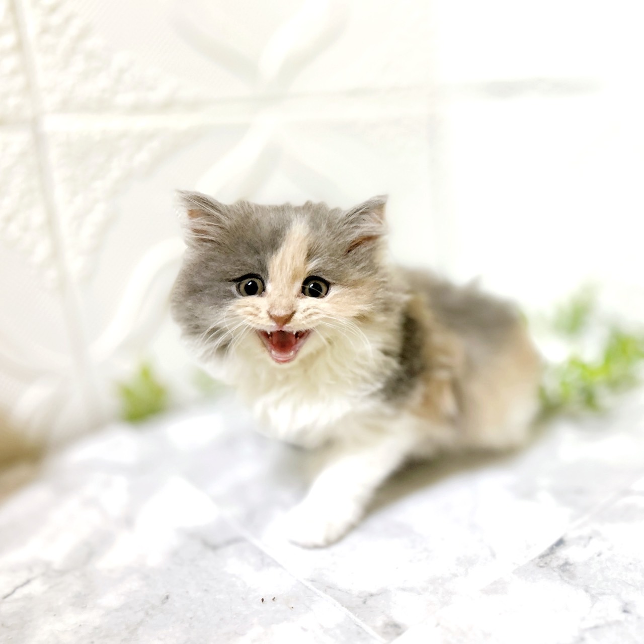 愛知県のマンチカン (犬の家＆猫の里岡崎店/2025年12月28日生まれ/女の子/ダイリュートキャリコ)の子猫の2枚目の画像