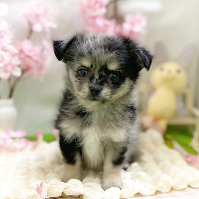 静岡県のポメチワ/チワポメ/ポメチー(ポメラニアン×チワワ) (犬の家＆猫の里藤枝店/2026年1月4日生まれ/男の子/ブルーマールホワイト)の子犬の1枚目の画像