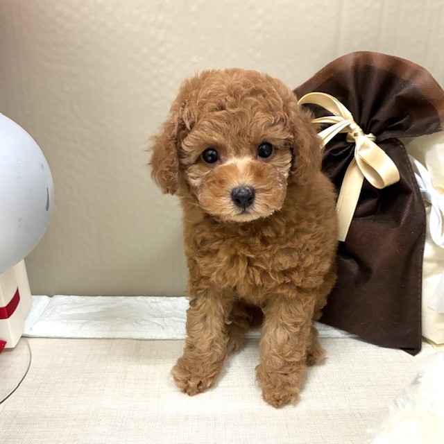 千葉県のトイプードル(トイ) (犬の家＆猫の里ワンズモール稲毛店/2025年12月31日生まれ/女の子/レッドフォーン)の子犬の1枚目の画像