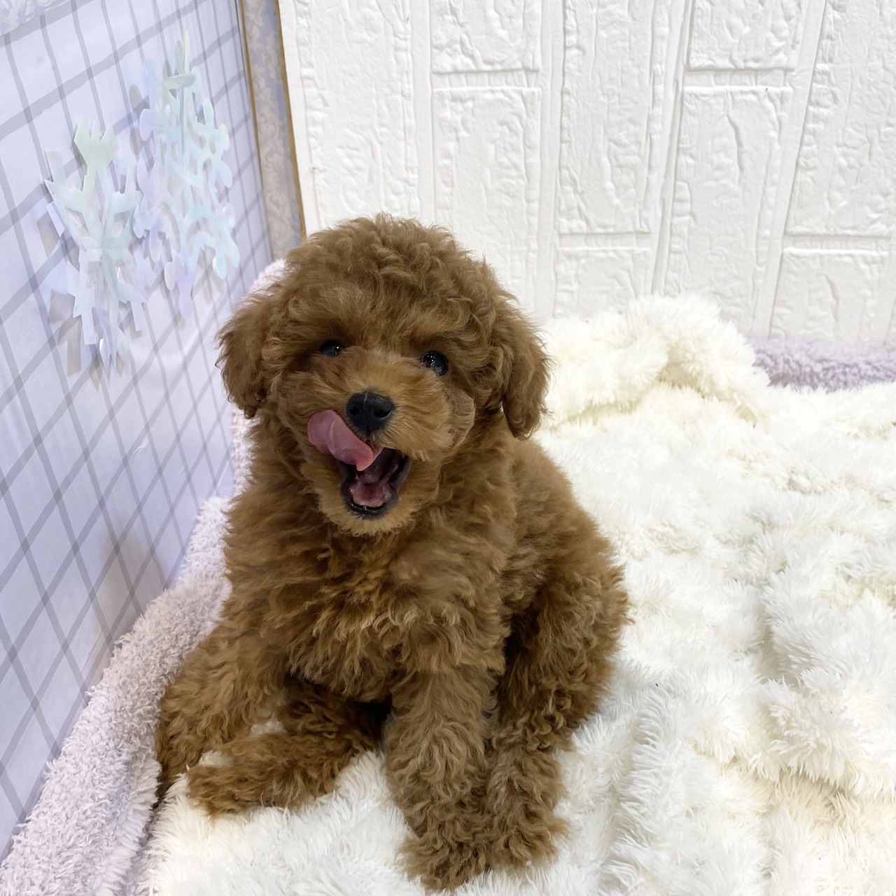 長野県のトイプードル(トイ) (犬の家＆猫の里カインズ梓川店/2025年12月31日生まれ/女の子/レッドフォーン)の子犬の2枚目の画像