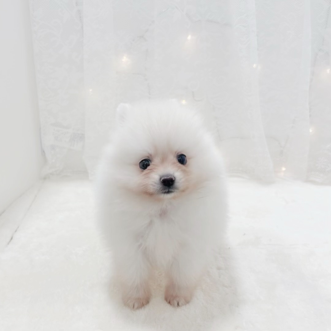 千葉県のポメラニアン (犬の家＆猫の里BIGHOPガーデンモール印西店/2026年1月5日生まれ/男の子/クリーム)の子犬の2枚目の画像