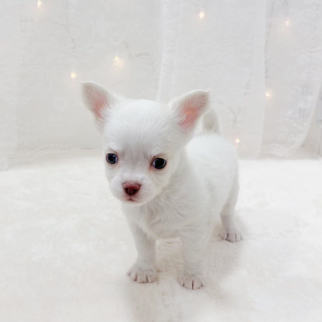 千葉県のチワワ(ロング) (犬の家＆猫の里BIGHOPガーデンモール印西店/2026年1月5日生まれ/男の子/ホワイトクリーム)の子犬の2枚目の画像