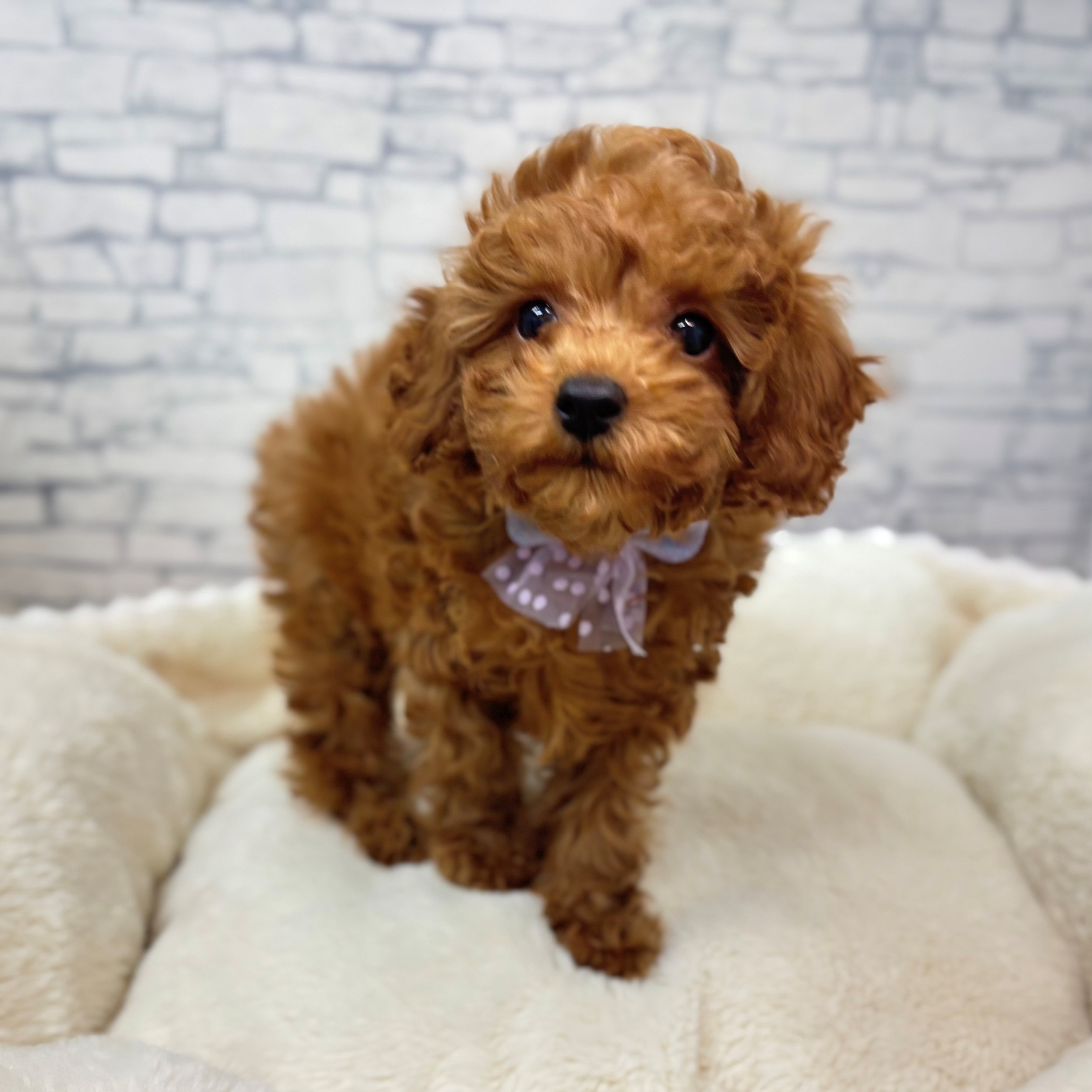 長野県のトイプードル(トイ) (犬の家＆猫の里長野店/2026年1月3日生まれ/男の子/レッド)の子犬の2枚目の画像