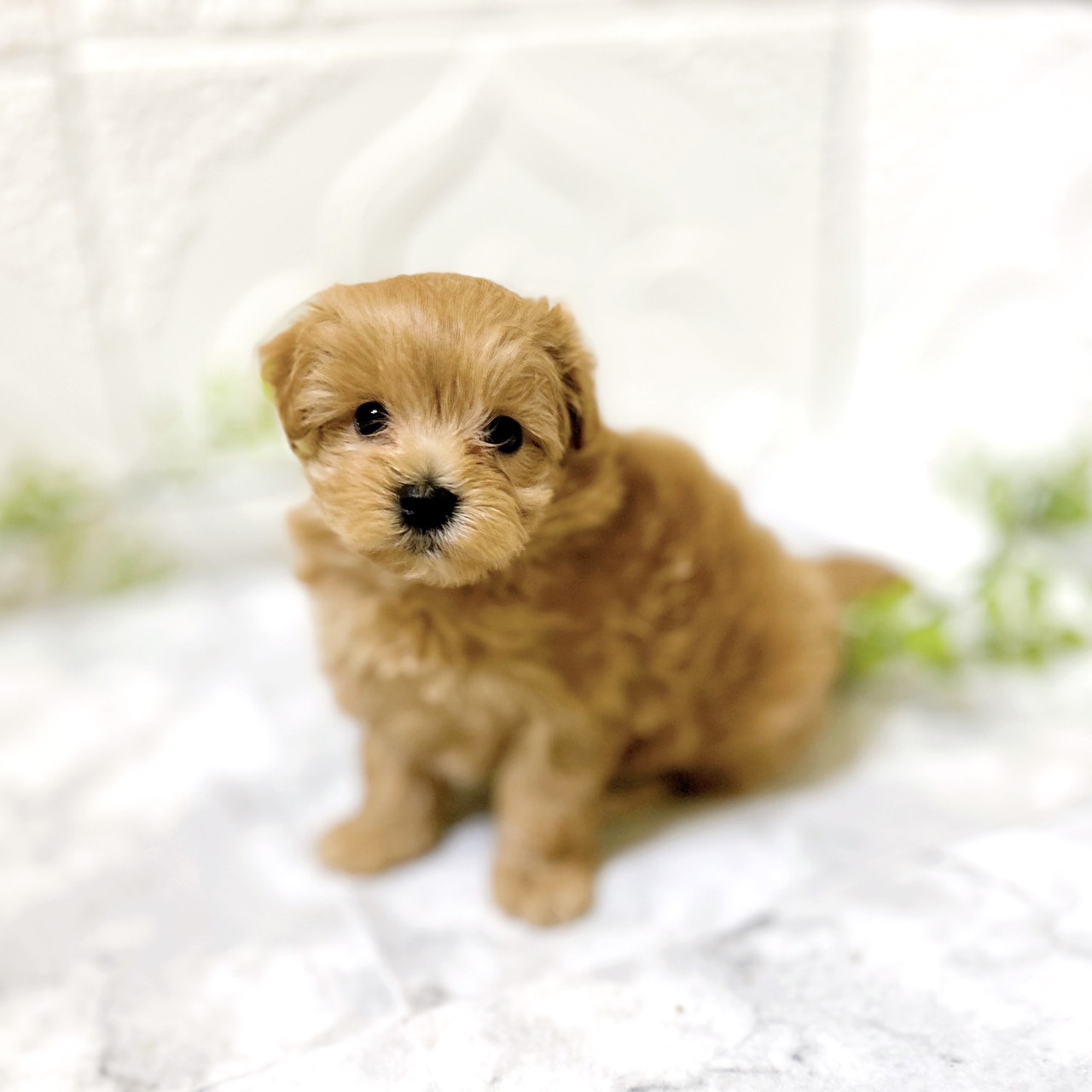 愛知県のマルプー(マルチーズ×プードル) (犬の家＆猫の里岡崎店/2026年1月6日生まれ/男の子/アプリコット)の子犬の1枚目の画像