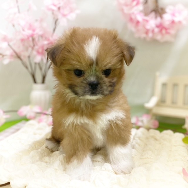 静岡県のポメズー/ポメシーズ(ポメラニアン×シーズー) (犬の家＆猫の里藤枝店/2026年1月6日生まれ/女の子/レッドホワイト)の子犬の2枚目の画像