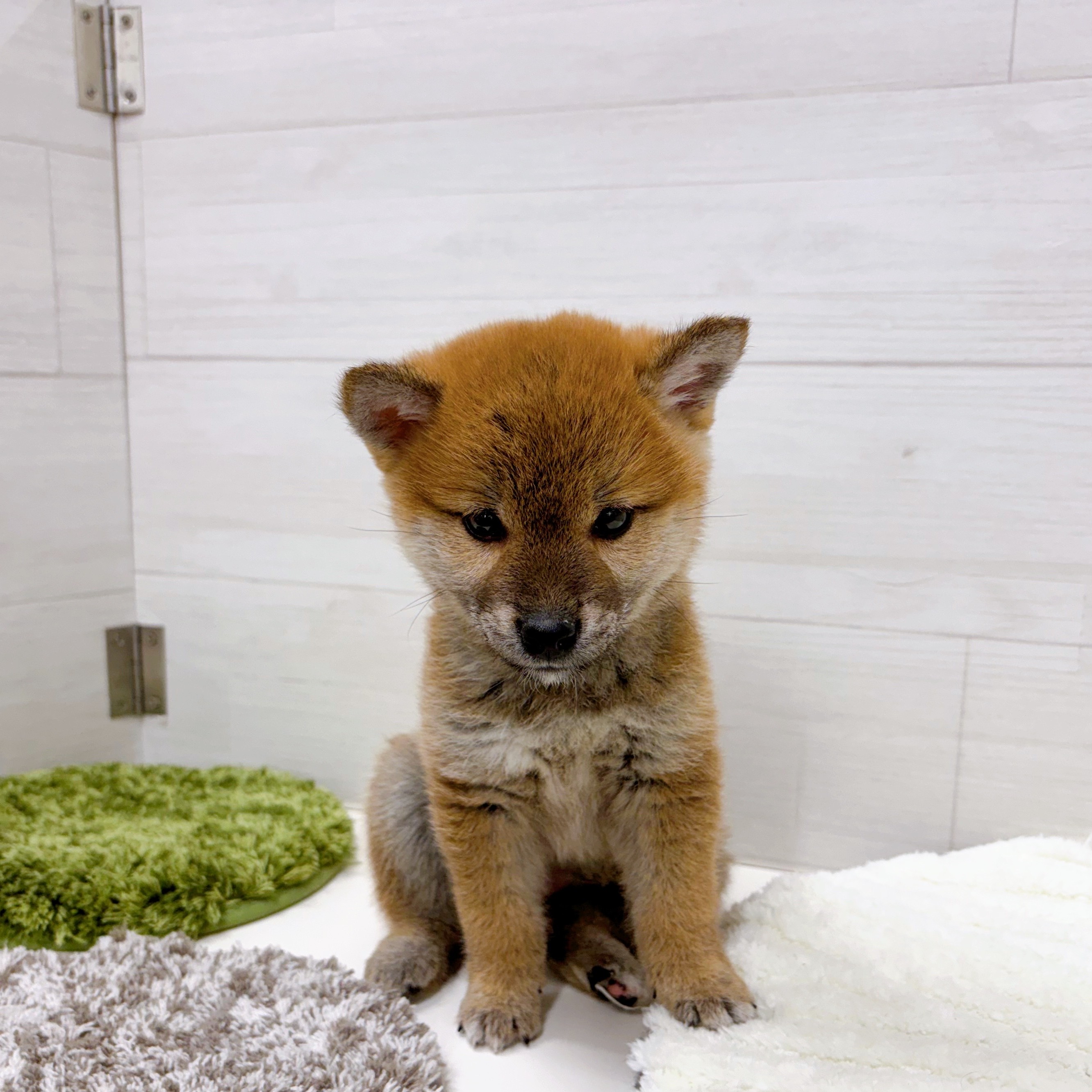 石川県の柴犬(標準サイズ) (犬の家＆猫の里アミーゴ金沢おこばた店/2026年1月4日生まれ/女の子/赤)の子犬の2枚目の画像