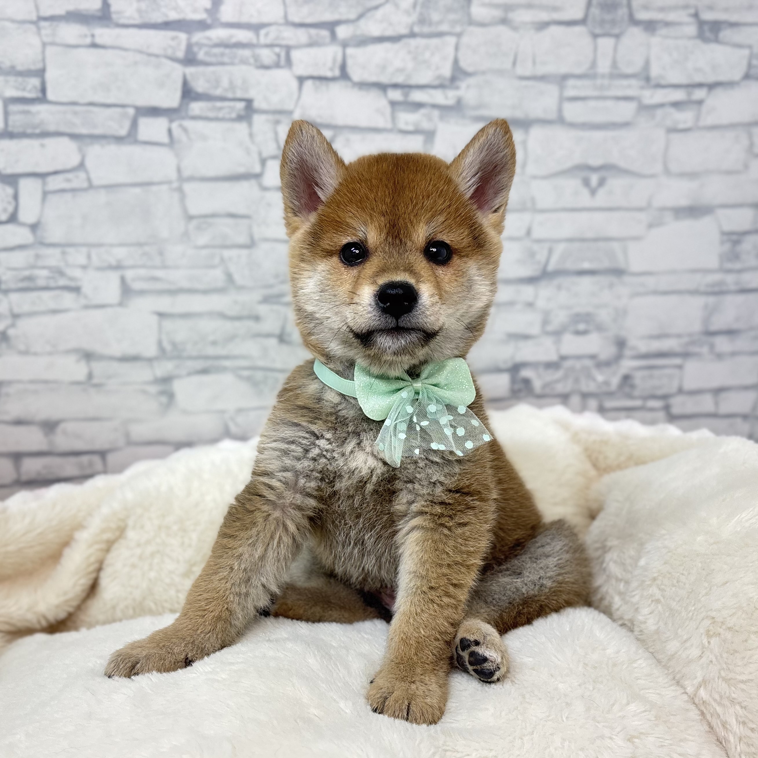 長野県の柴犬(標準サイズ) (犬の家＆猫の里長野店/2026年1月4日生まれ/男の子/赤)の子犬の2枚目の画像