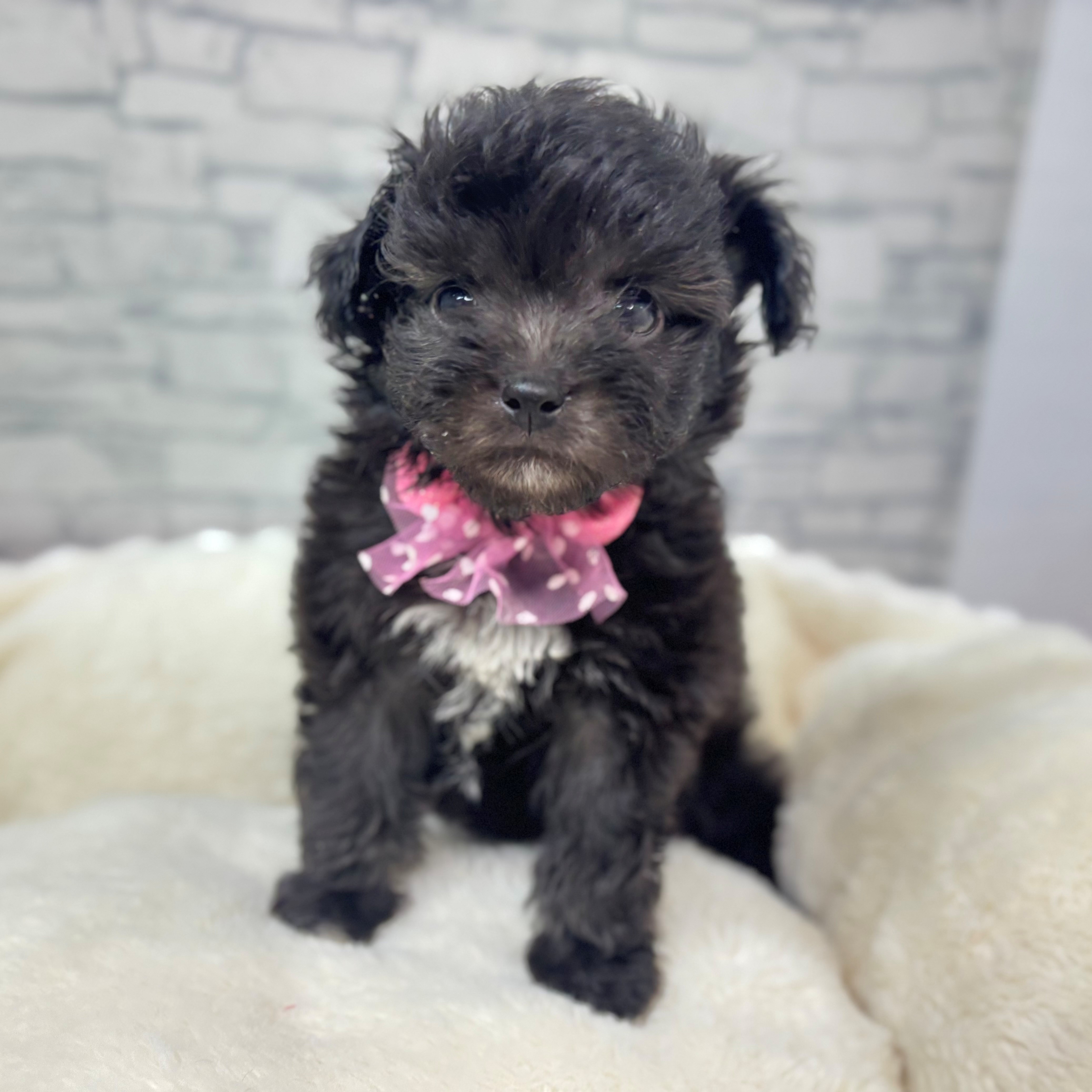 長野県のチワプー/プーチー(チワワ×プードル) (犬の家＆猫の里長野店/2026年1月6日生まれ/女の子/シルバー)の子犬の2枚目の画像