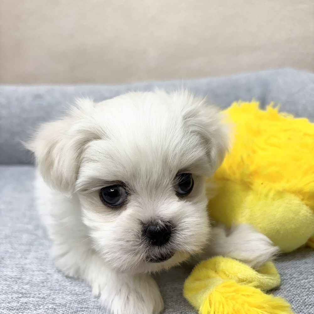 長野県のペキマル/マルペキ(ペキニーズ×マルチーズ) (犬の家＆猫の里塩尻店/2026年1月4日生まれ/女の子/ホワイト)の子犬の2枚目の画像