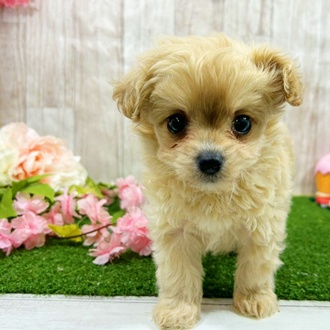 神奈川県のチワプー/プーチー(チワワ×プードル) (犬の家＆猫の里小田原店/2026年1月6日生まれ/男の子/クリーム)の子犬の1枚目の画像