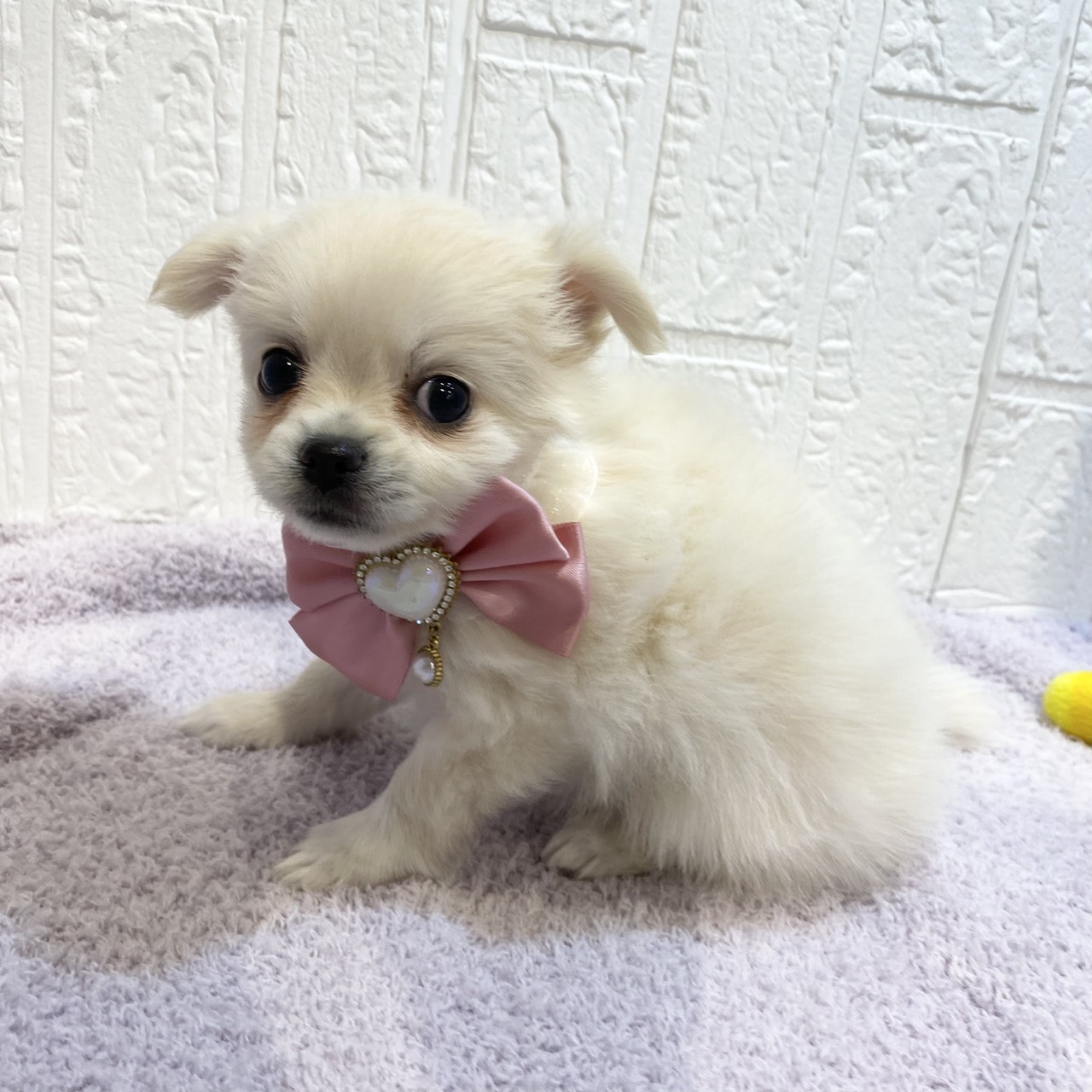 長野県のポメチワ/チワポメ/ポメチー(ポメラニアン×チワワ) (犬の家＆猫の里カインズ梓川店/2026年1月4日生まれ/女の子/クリーム)の子犬の2枚目の画像