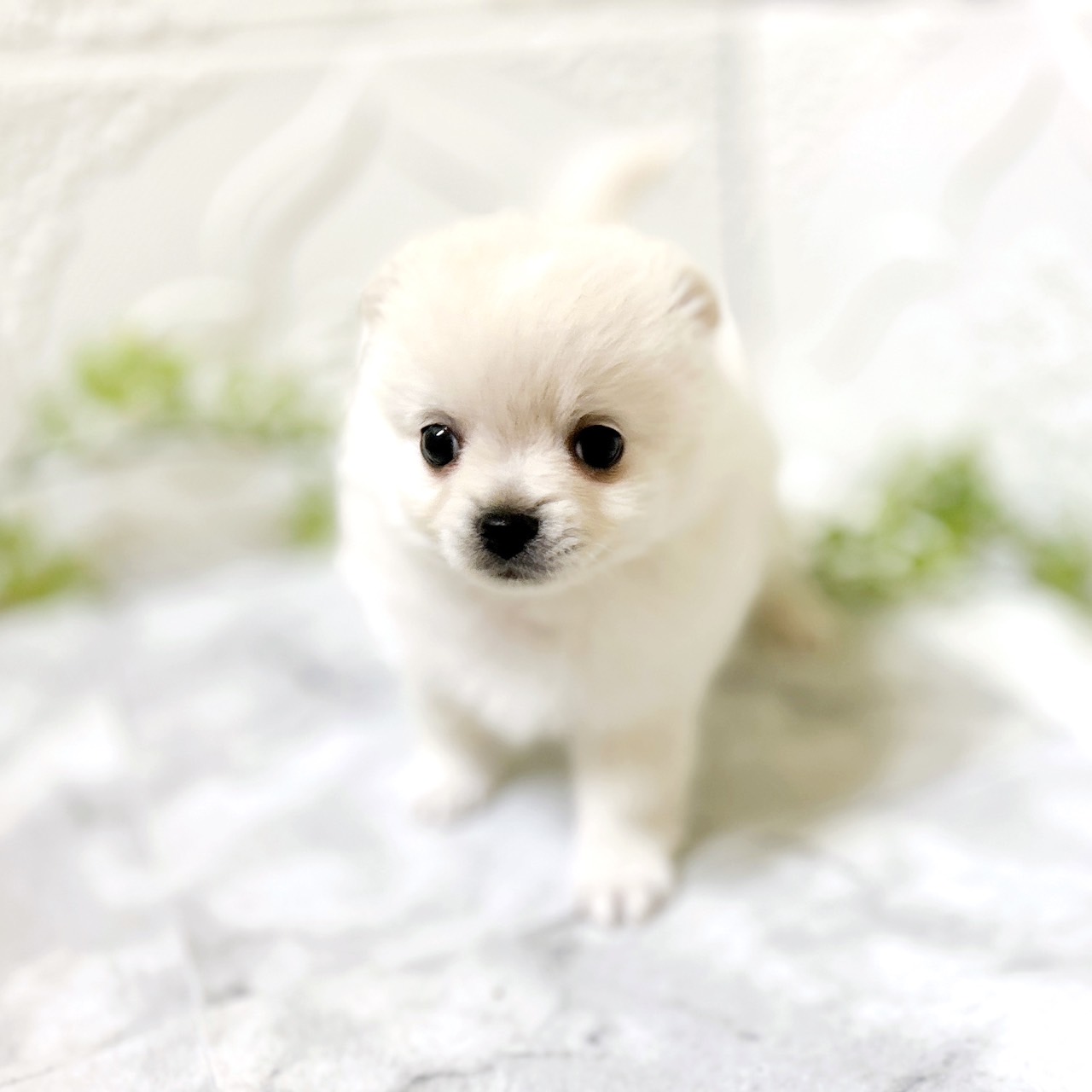愛知県のポメチワ/チワポメ/ポメチー(ポメラニアン×チワワ) (犬の家＆猫の里岡崎店/2026年1月4日生まれ/男の子/クリーム)の子犬の2枚目の画像