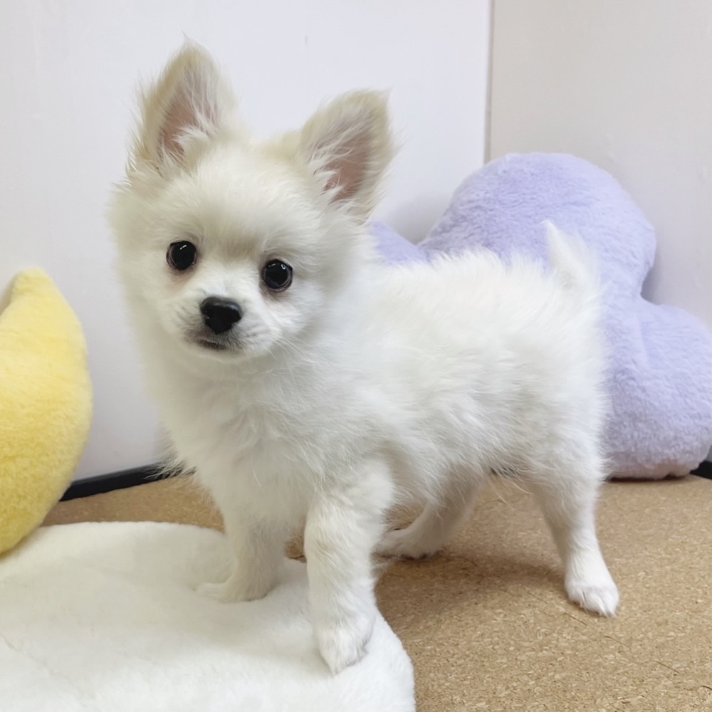 静岡県のポメチワ/チワポメ/ポメチー(ポメラニアン×チワワ) (犬の家＆猫の里マークイズ静岡店/2026年1月4日生まれ/男の子/クリーム)の子犬の2枚目の画像