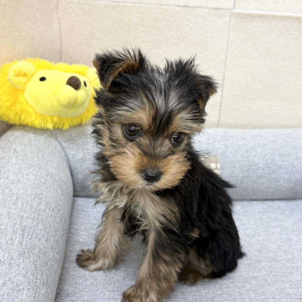 長野県のヨークシャーテリア (犬の家＆猫の里塩尻店/2026年1月5日生まれ/女の子/スチールブルータン)の子犬の2枚目の画像