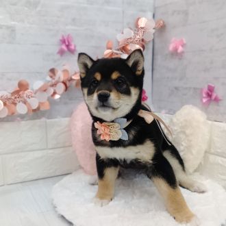 静岡県の柴犬(標準サイズ) (犬の家＆猫の里プレ葉ウォーク浜北店/2026年1月6日生まれ/女の子/黒)の子犬の2枚目の画像