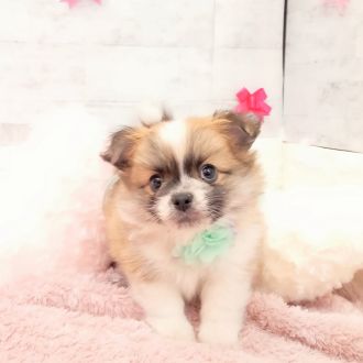 静岡県のポメチワ/チワポメ/ポメチー(ポメラニアン×チワワ) (犬の家＆猫の里プレ葉ウォーク浜北店/2026年1月5日生まれ/男の子/フォーンホワイト)の子犬の2枚目の画像