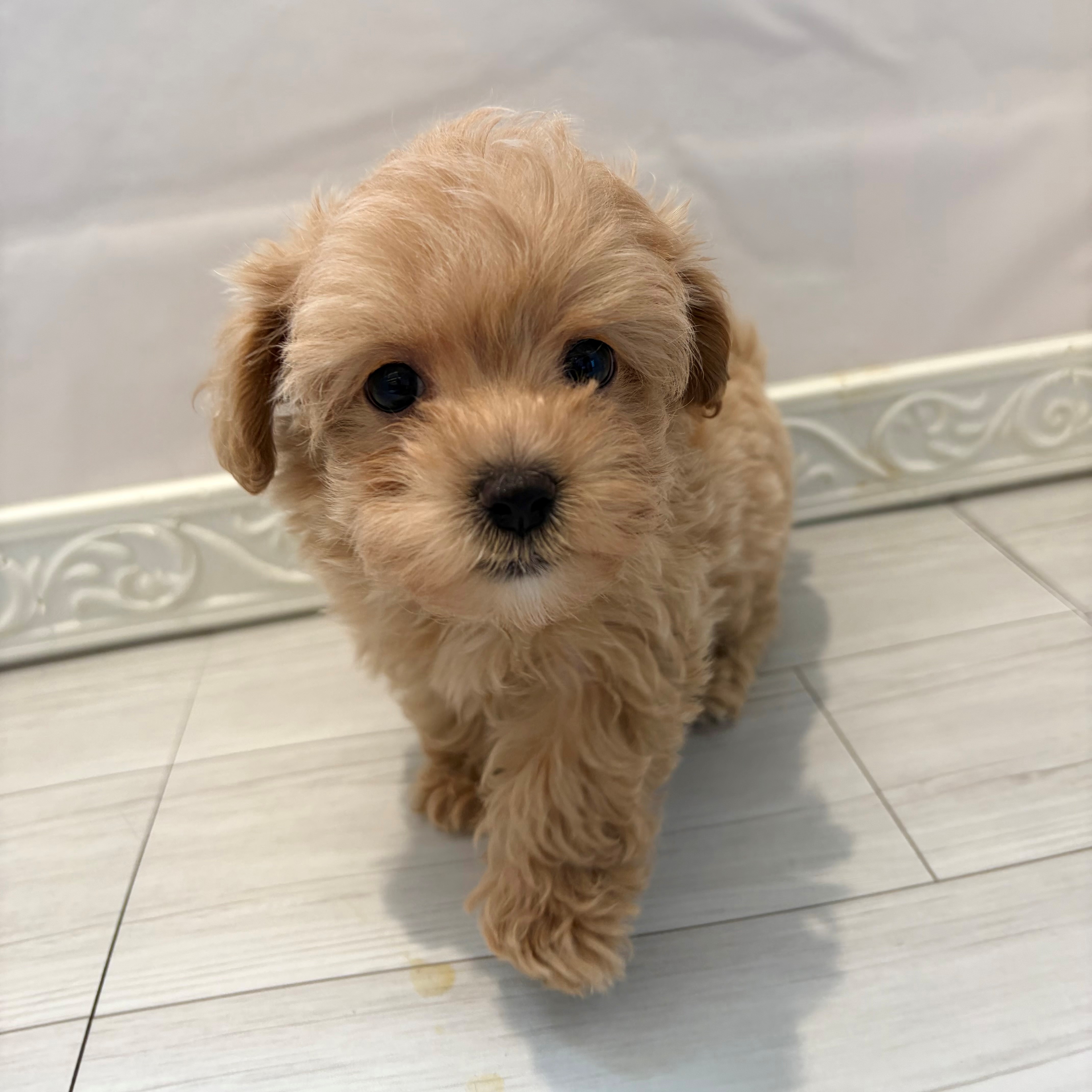 愛知県のマルプー(マルチーズ×プードル) (犬の家＆猫の里春日井本店/2026年1月1日生まれ/女の子/アプリコット)の子犬の2枚目の画像