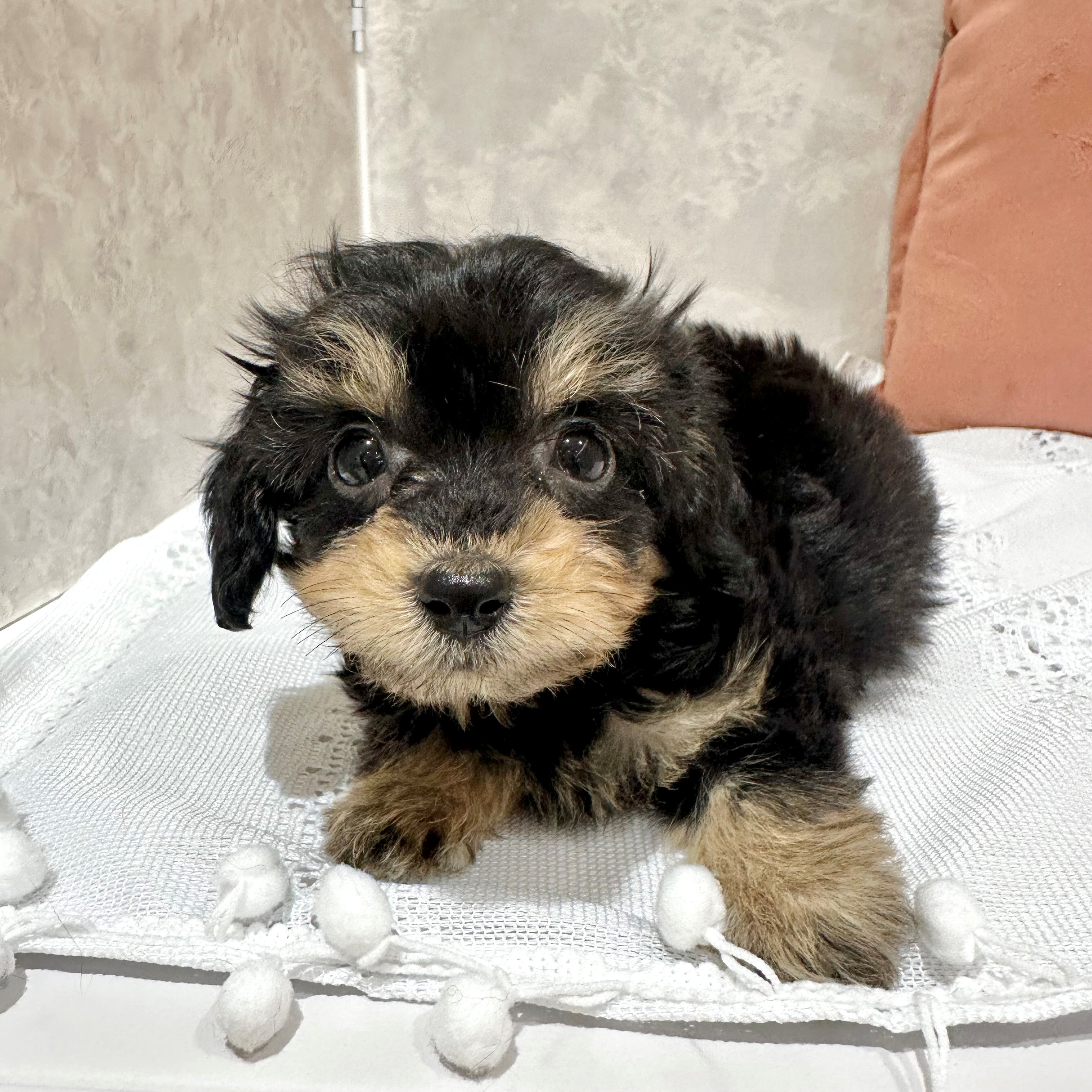 福岡県のダップー(ダックス×プードル) (犬の家＆猫の里くりえいと宗像店/2026年1月6日生まれ/男の子/ブラックタン)の子犬の1枚目の画像