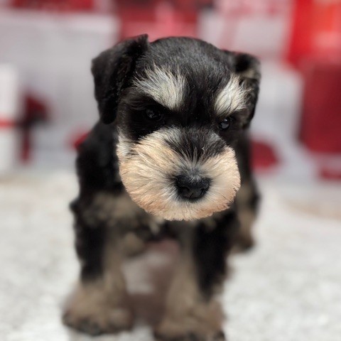 福岡県のミニチュアシュナウザー (犬の家＆猫の里トリアス久山店/2026年1月5日生まれ/男の子/ブラックシルバー)の子犬の2枚目の画像