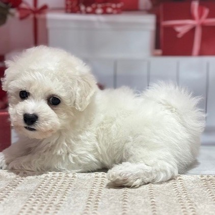 福岡県のビションフリーゼ (犬の家＆猫の里トリアス久山店/2026年1月4日生まれ/男の子/ホワイト)の子犬の2枚目の画像