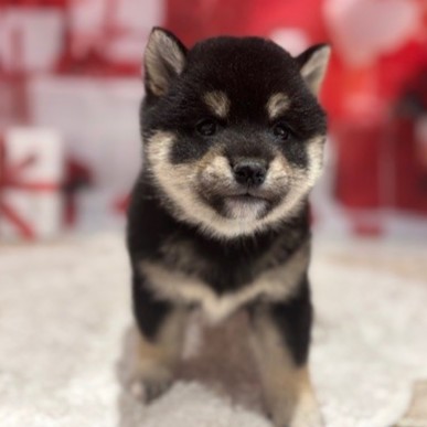 福岡県の豆柴 (犬の家＆猫の里トリアス久山店/2026年1月1日生まれ/女の子/黒)の子犬の2枚目の画像