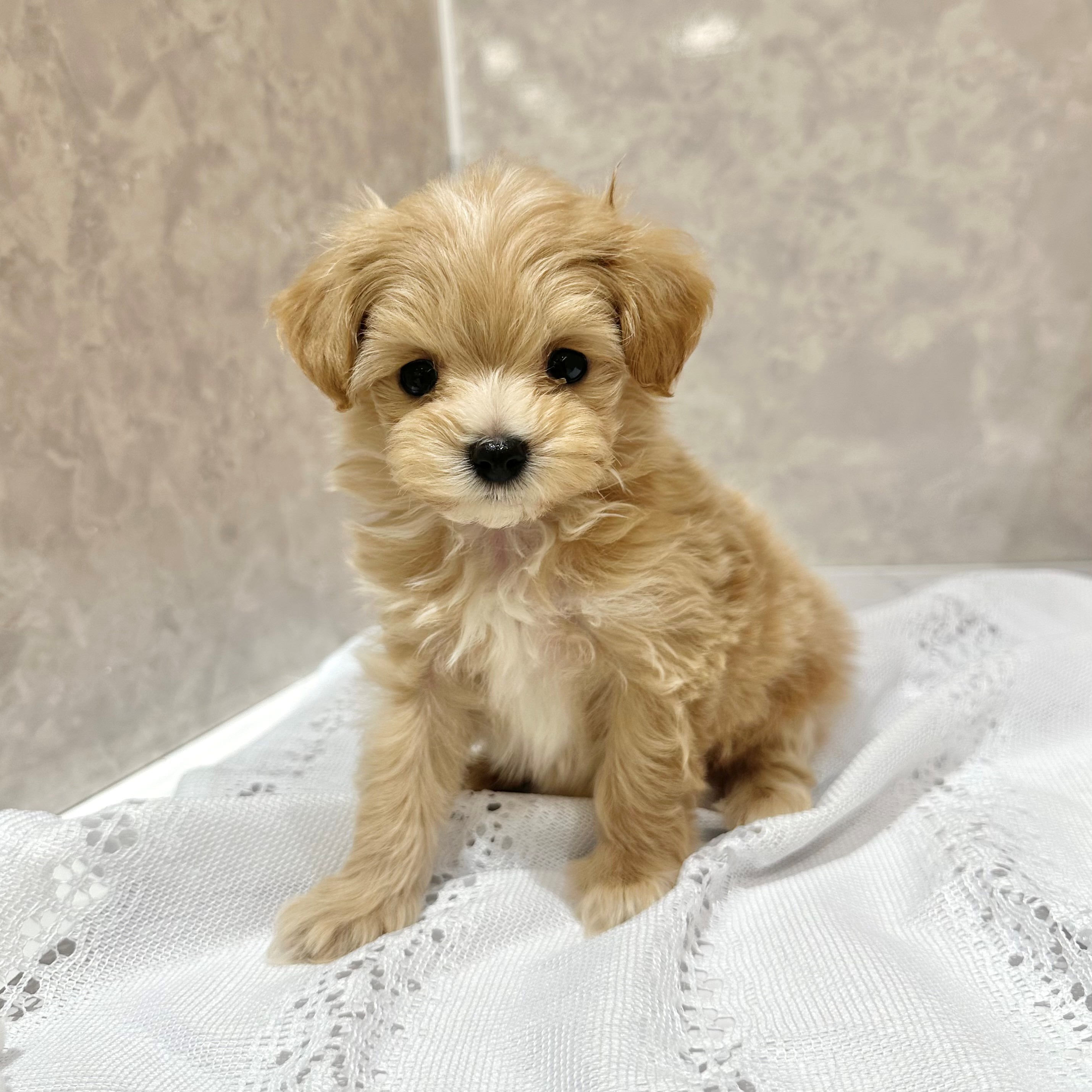 福岡県のマルプー(マルチーズ×プードル) (犬の家＆猫の里くりえいと宗像店/2026年1月2日生まれ/女の子/クリーム)の子犬の2枚目の画像