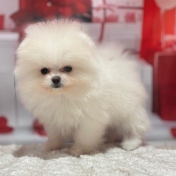 福岡県のポメラニアン (犬の家＆猫の里トリアス久山店/2026年1月4日生まれ/女の子/ホワイト)の子犬の2枚目の画像