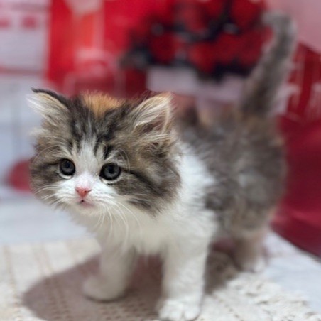 福岡県のスコティッシュフォールド (犬の家＆猫の里トリアス久山店/2026年1月3日生まれ/女の子/キャリコ)の子猫の2枚目の画像