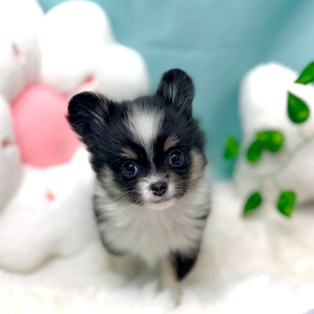愛知県のポメチワ/チワポメ/ポメチー(ポメラニアン×チワワ) (犬の家＆猫の里愛知刈谷店/2026年1月6日生まれ/女の子/ブラックタンホワイト)の子犬の1枚目の画像