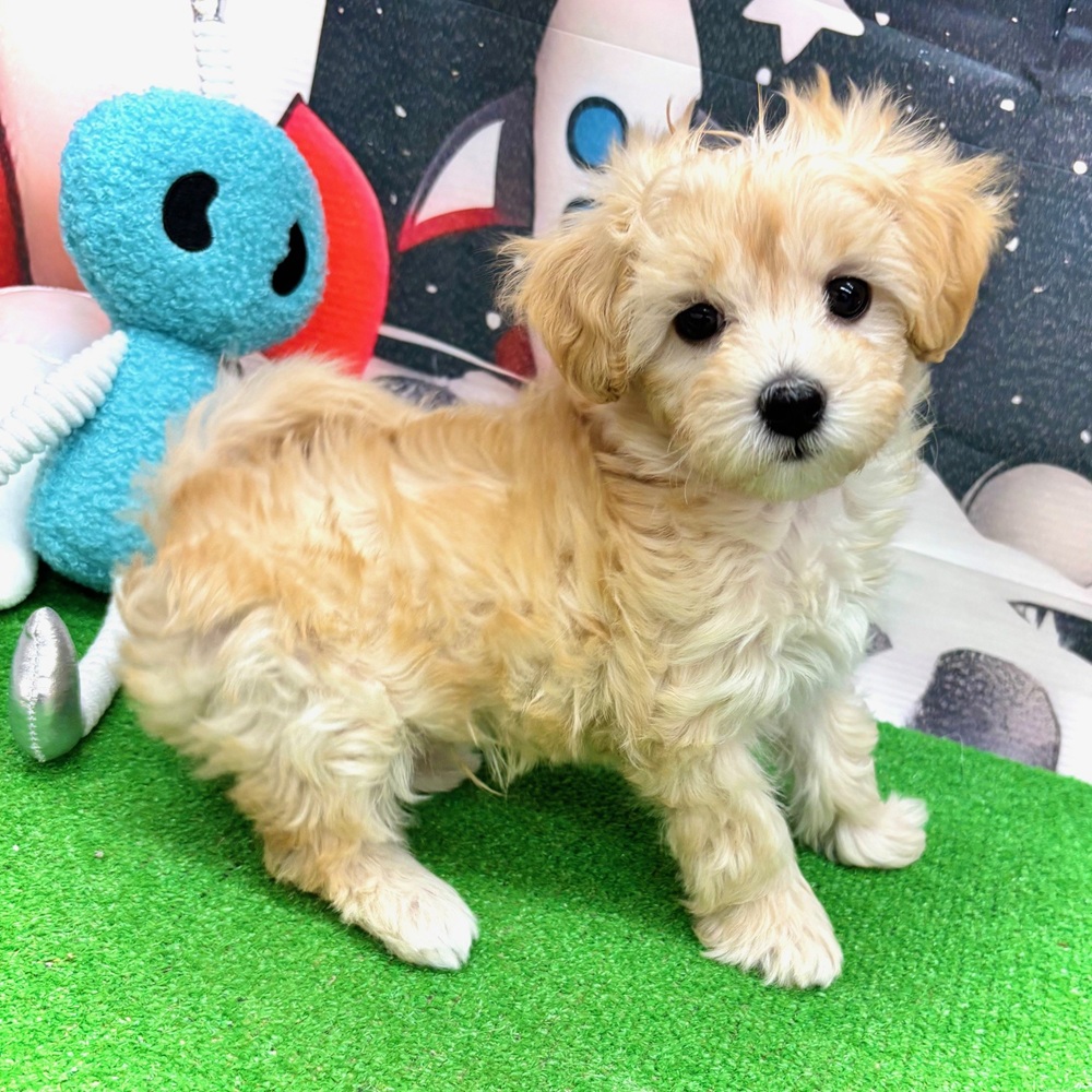 愛知県のマルプー(マルチーズ×プードル) (犬の家＆猫の里名古屋天白店/2026年1月4日生まれ/男の子/クリーム)の子犬の2枚目の画像