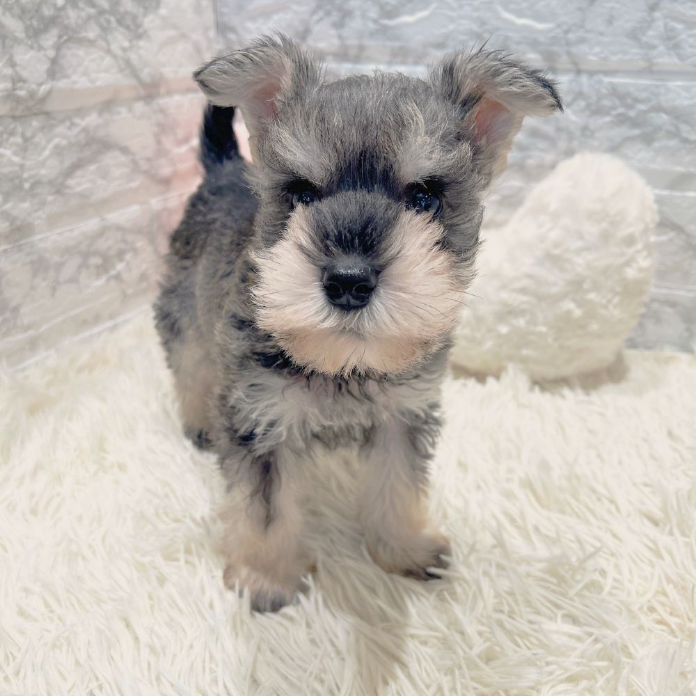 愛知県のミニチュアシュナウザー (犬の家＆猫の里MiO香久山店/2026年1月4日生まれ/男の子/ソルトペッパー)の子犬の2枚目の画像