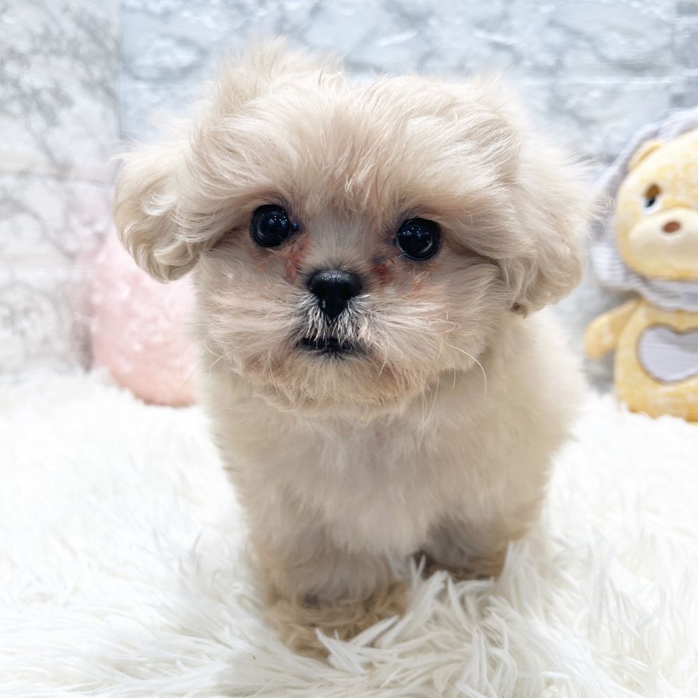 愛知県のペキプー(ペキニーズ×プードル) (犬の家＆猫の里MiO香久山店/2026年1月6日生まれ/男の子/クリーム)の子犬の2枚目の画像