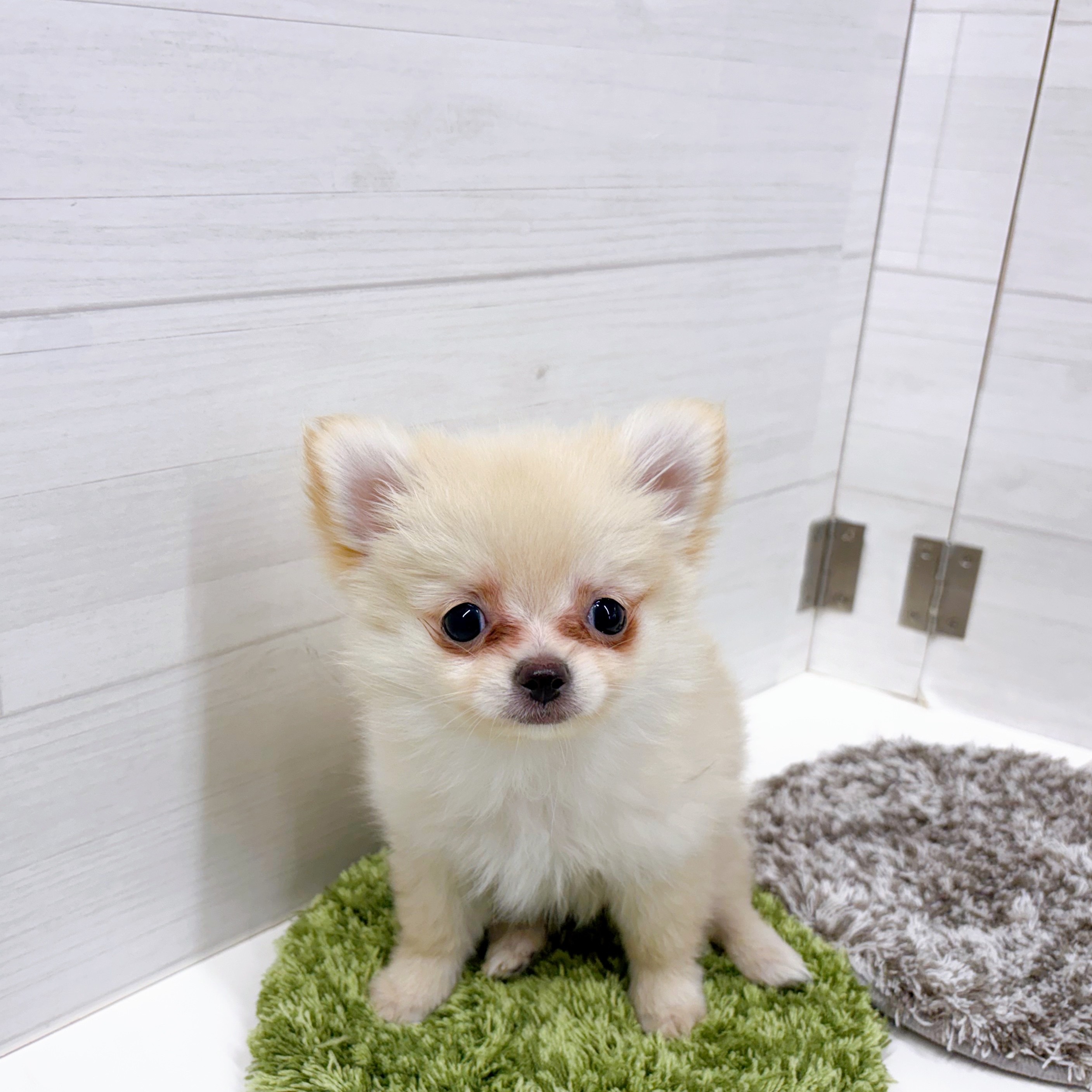 石川県のポメチワ/チワポメ/ポメチー(ポメラニアン×チワワ) (犬の家＆猫の里アミーゴ金沢おこばた店/2025年12月28日生まれ/女の子/クリーム)の子犬の2枚目の画像