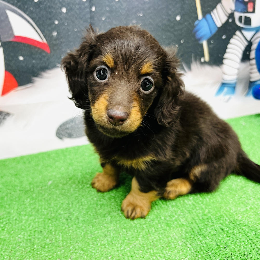 愛知県のミニチュアダックスフンド(ロング) (犬の家＆猫の里名古屋天白店/2026年1月7日生まれ/女の子/チョコレートタン)の子犬の2枚目の画像