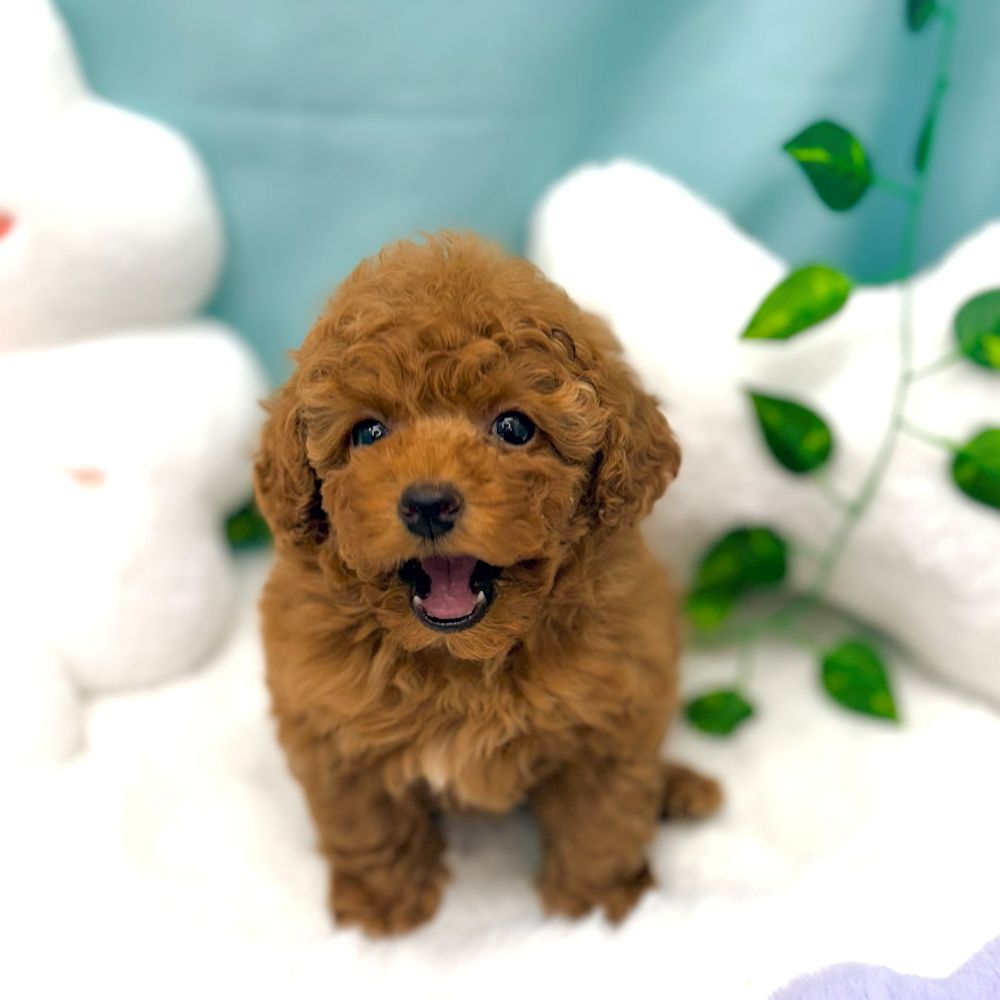 愛知県のトイプードル(トイ) (犬の家＆猫の里愛知刈谷店/2026年1月7日生まれ/女の子/レッドフォーン)の子犬の2枚目の画像