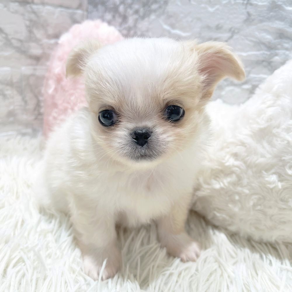 愛知県のチワペキ/ペキチー/ペキチワ(チワワ×ペキニーズ) (犬の家＆猫の里MiO香久山店/2026年1月7日生まれ/男の子/クリームホワイト)の子犬の2枚目の画像