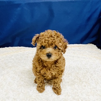 愛知県のトイプードル(トイ) (犬の家＆猫の里一宮店/2026年1月7日生まれ/女の子/レッドフォーン)の子犬の1枚目の画像