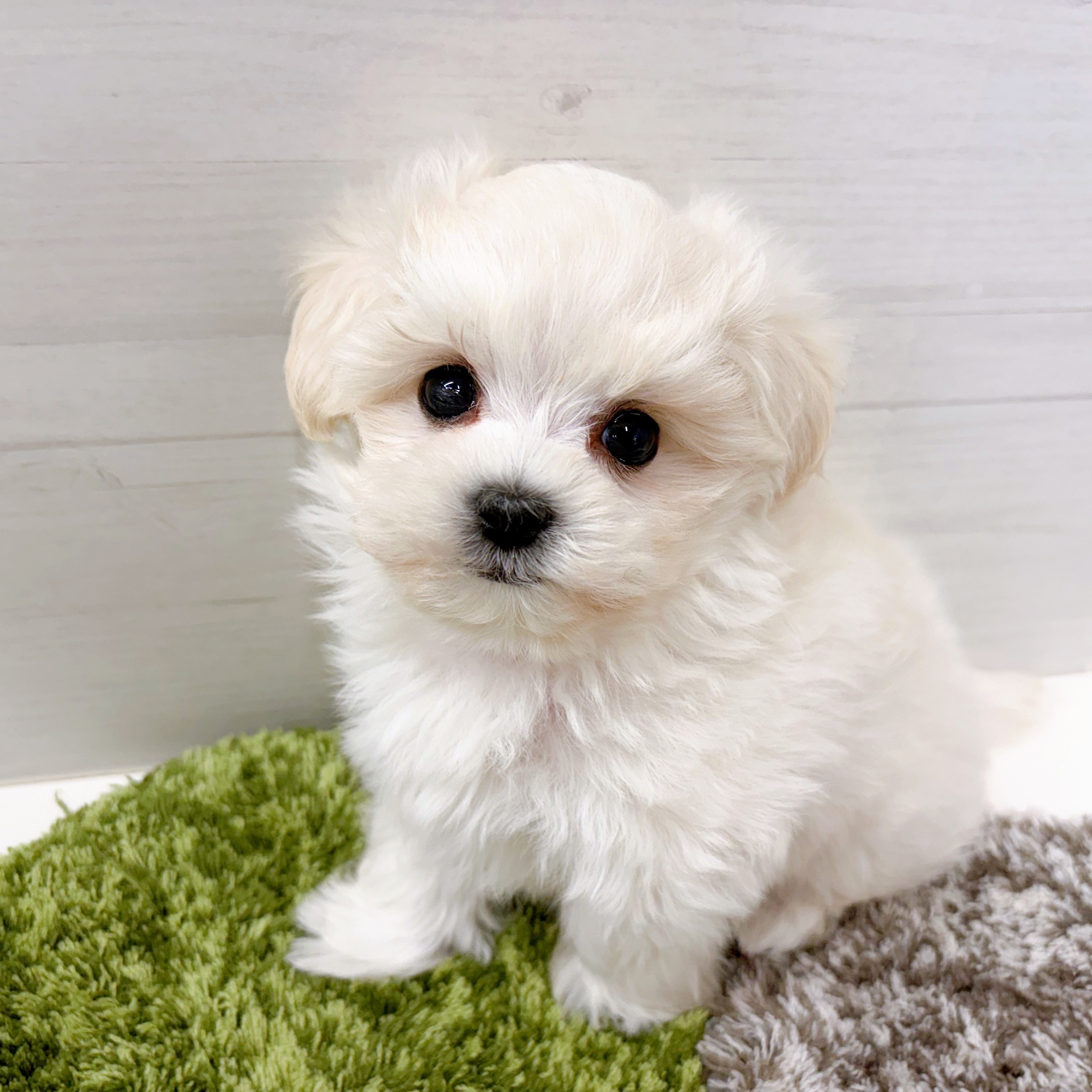 石川県のマルプー(マルチーズ×プードル) (犬の家＆猫の里アミーゴ金沢おこばた店/2026年1月5日生まれ/男の子/ホワイト)の子犬の2枚目の画像