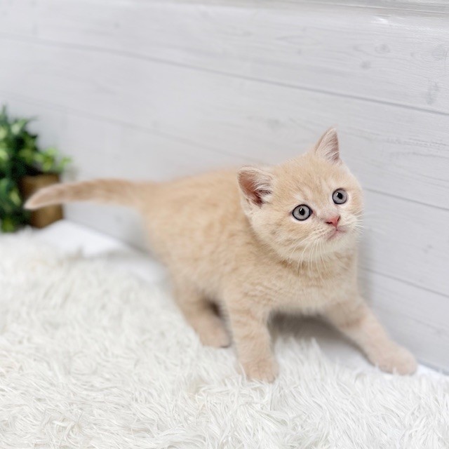 愛知県のブリティッシュショートヘアー (犬の家＆猫の里豊田店/2026年1月7日生まれ/男の子/クリーム)の子猫の2枚目の画像