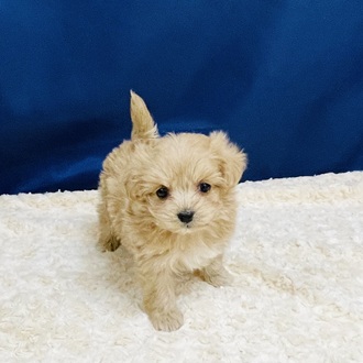 愛知県のマルプー(マルチーズ×プードル) (犬の家＆猫の里一宮店/2026年1月7日生まれ/女の子/アプリコット)の子犬の1枚目の画像