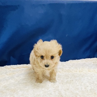 岐阜県のマルプー(マルチーズ×プードル) (犬の家＆猫の里カラフルタウン岐阜店/2026年1月7日生まれ/男の子/アプリコット)の子犬の1枚目の画像