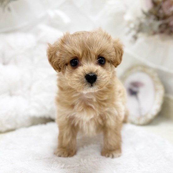 岐阜県のマルプー(マルチーズ×プードル) (犬の家＆猫の里カラフルタウン岐阜店/2026年1月7日生まれ/男の子/アプリコット)の子犬の1枚目の画像