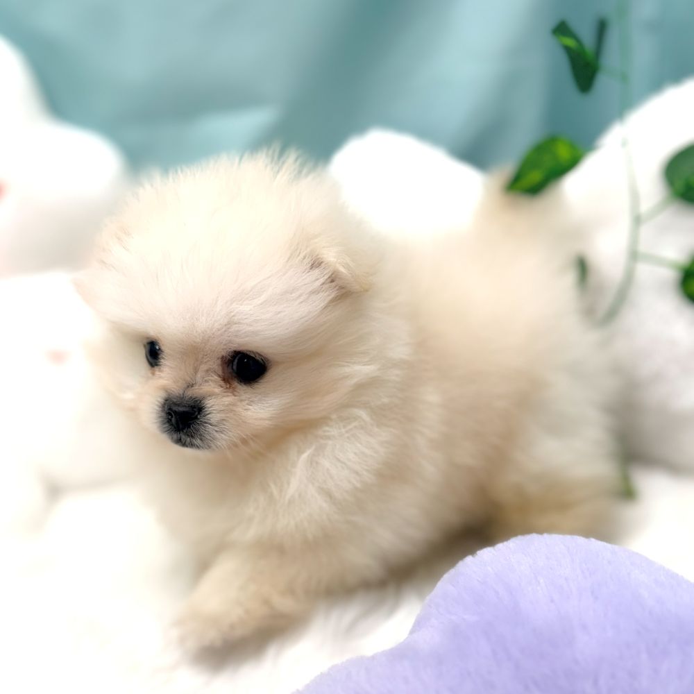 愛知県のポメラニアン (犬の家＆猫の里愛知刈谷店/2026年1月6日生まれ/男の子/ホワイト)の子犬の2枚目の画像