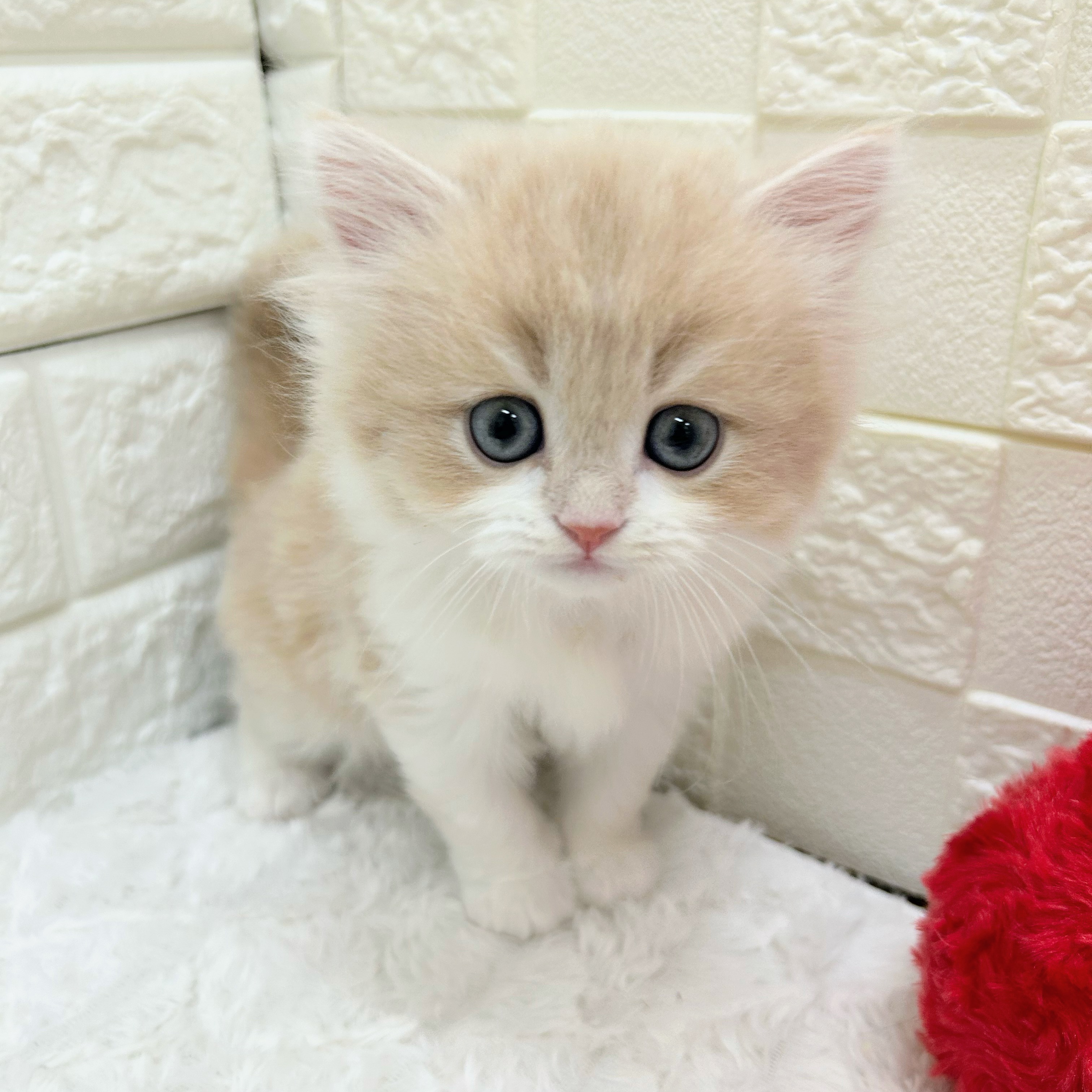 愛知県のスコティッシュストレート (犬の家＆猫の里アミーゴ神の倉店/2026年1月7日生まれ/男の子/クリームタビーホワイト)の子猫の2枚目の画像